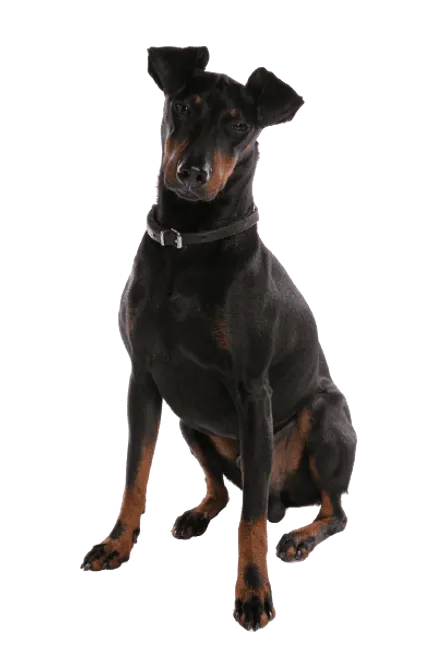 Manchestaer Terrier (1)