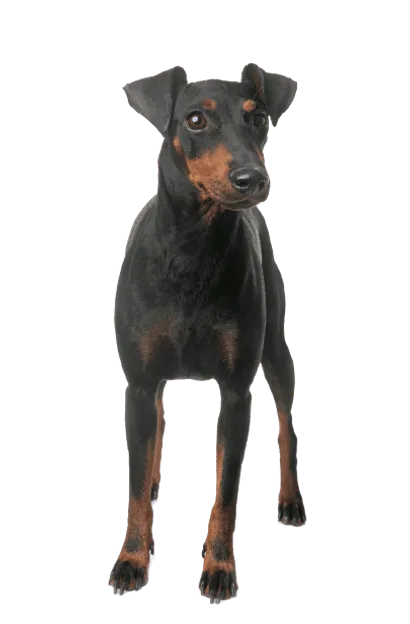 Manchester Terrier (2)