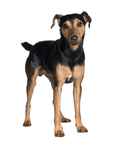 Manchester Terrier (3)