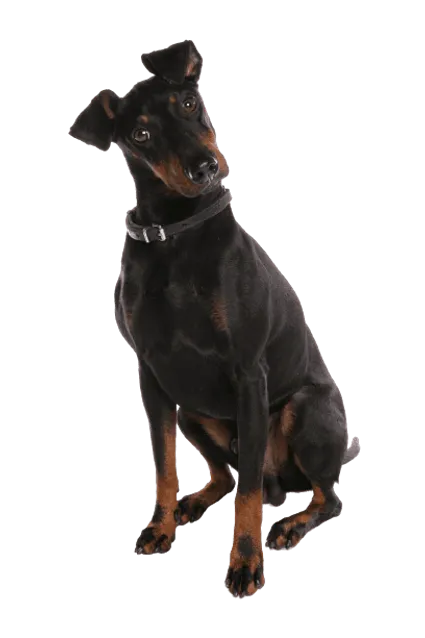 Manchester Terrier (4)