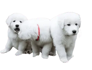 Maremmen-Abruzzen-Schäferhund (3)