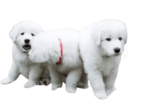 Maremmen-Abruzzen-Schäferhund (3)