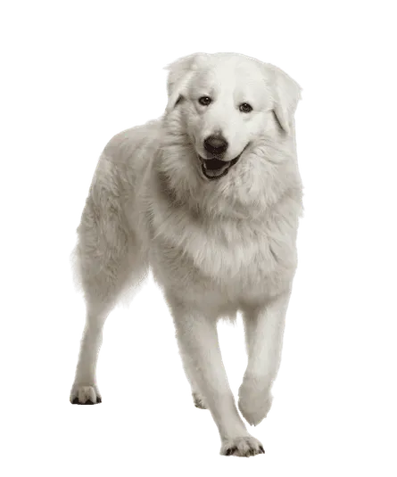 Maremmen-Abruzzen-Schäferhund (5)