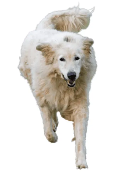 Maremmen-Abruzzen-Schäferhund
