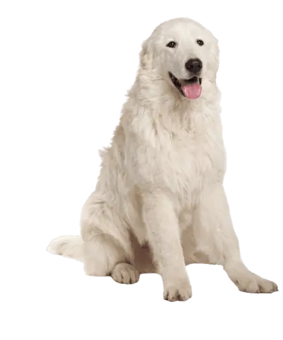 Maremmen-Abruzzen-Schäferhund
