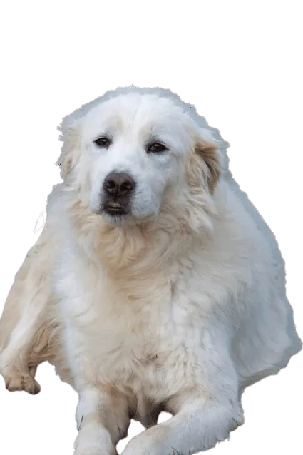 Maremmen-Abruzzen-Schäferhund