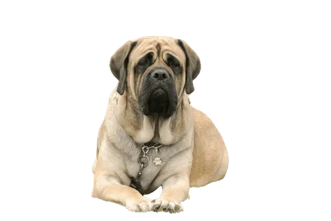Mastiff (3)