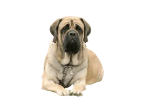 Mastiff (3)