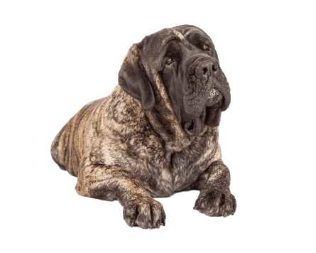 Mastiff (4)