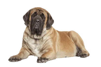 Mastiff (2)
