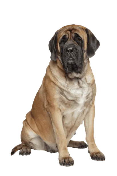 Mastiff (5)