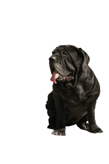 Mastiff (6)