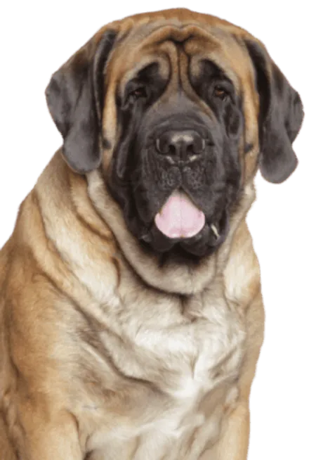 Mastiff