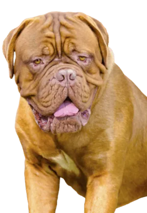 Mastino Napoletano
