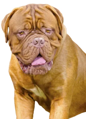 Mastino Napoletano