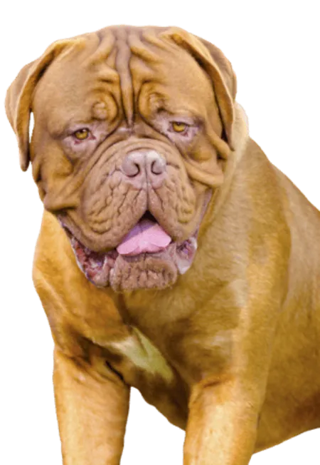 Mastino Napoletano