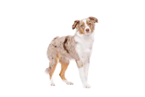 Miniature American Shepherd (6)