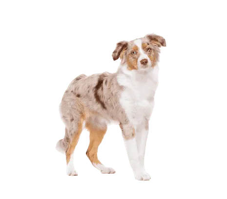 Miniature American Shepherd (6)