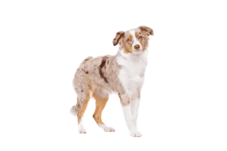 Miniature American Shepherd (6)