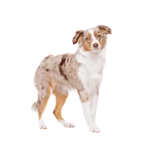 Miniature American Shepherd (6)