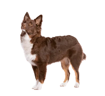 Miniature American Shepherd (5)