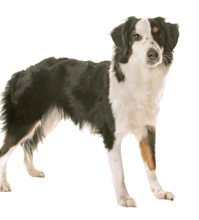 Miniature American Shepherd (2)