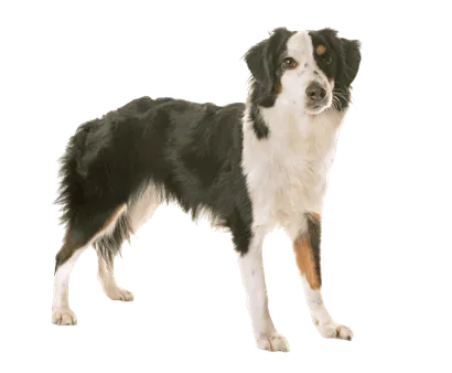 Miniature American Shepherd (2)