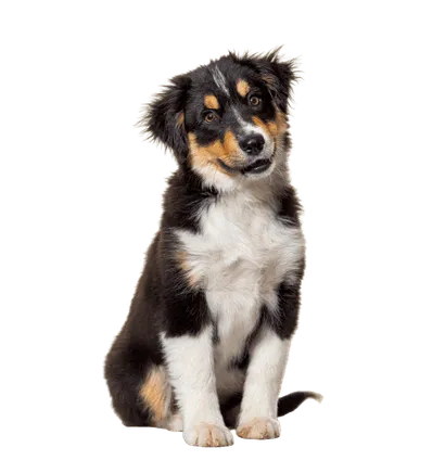 Miniature American Shepherd (4)