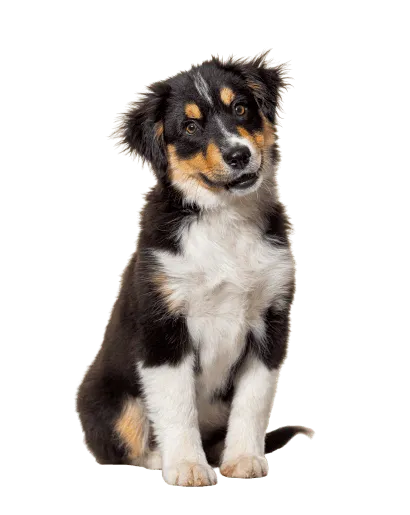 Miniature American Shepherd (4)