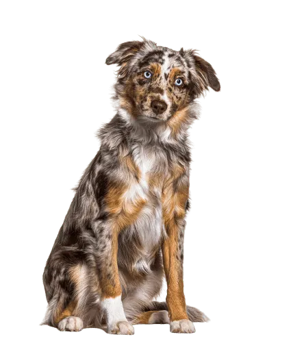 Miniature American Shepherd (3)