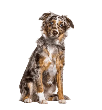 Miniature American Shepherd (3)