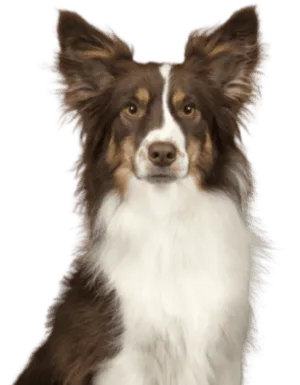 Miniature American Shepherd