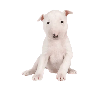 Miniature Bull Terrier (6)