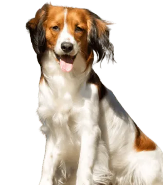 Nederlandse Kooikerhondje