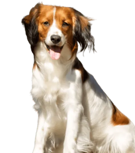 Nederlandse Kooikerhondje