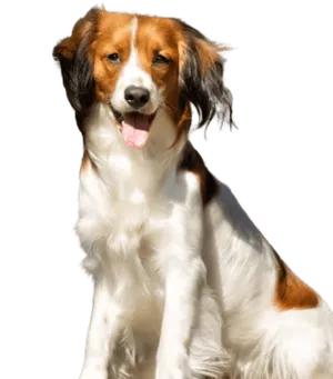 Nederlandse Kooikerhondje