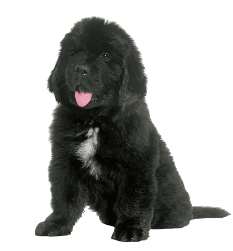 Neufundländer Puppy