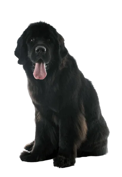 Neufundländer Bild 5