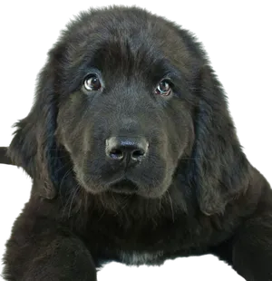 Neufundländer als Familienhund