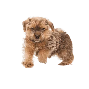 Norfolk Terrier (6)