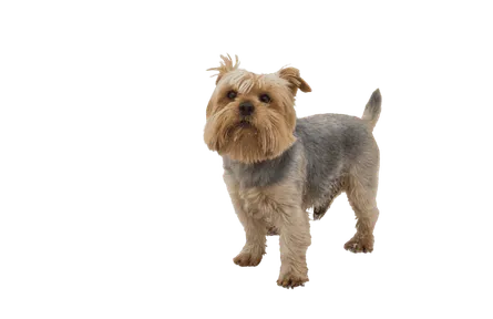 Norfolk Terrier (5)