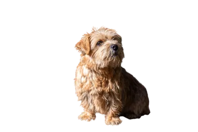 Norfolk Terrier (2)
