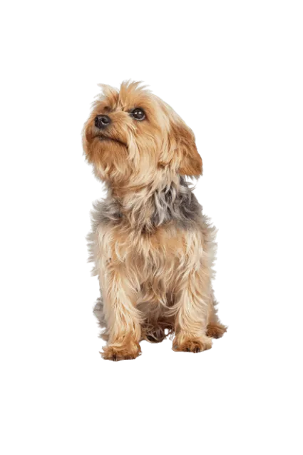 Norfolk Terrier (3)