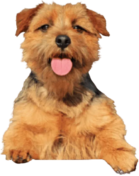 Norfolk Terrier
