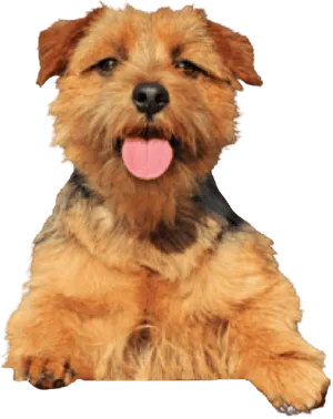 Norfolk Terrier
