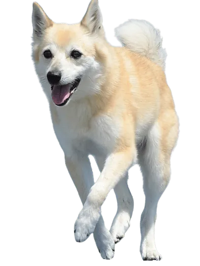 Norwegischer Buhund (6)