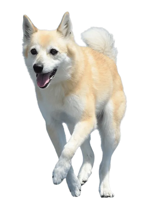 Norwegischer Buhund (6)