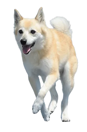 Norwegischer Buhund (6)