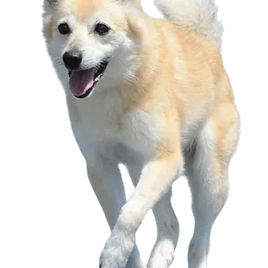 Norwegischer Buhund (6)