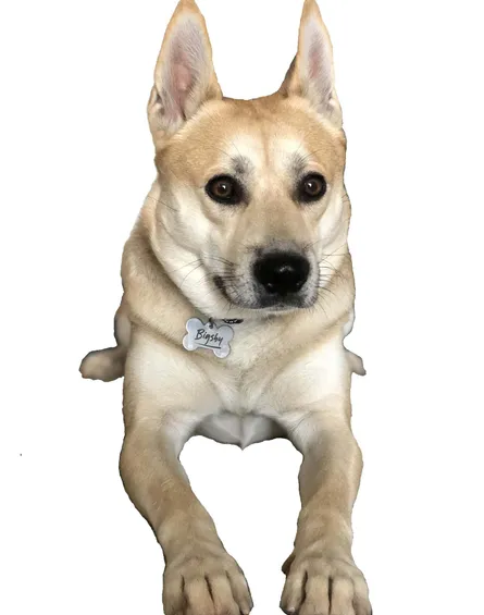 Norwegischer Buhund